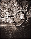Vondelpark