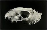 Female roe-deer skull