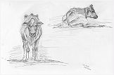 Life drawing of cows